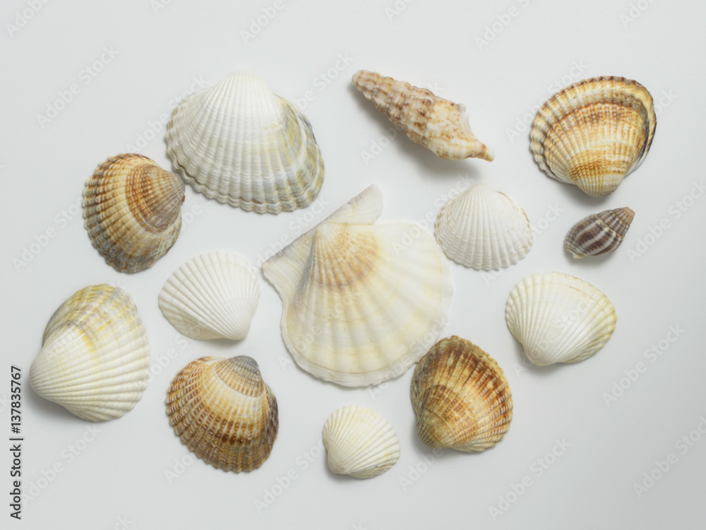 Different shells on a white background.