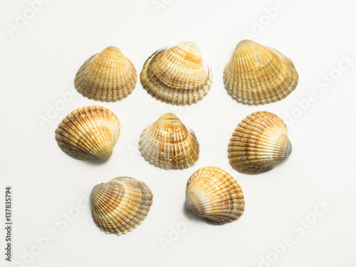 Different shells on a white background.