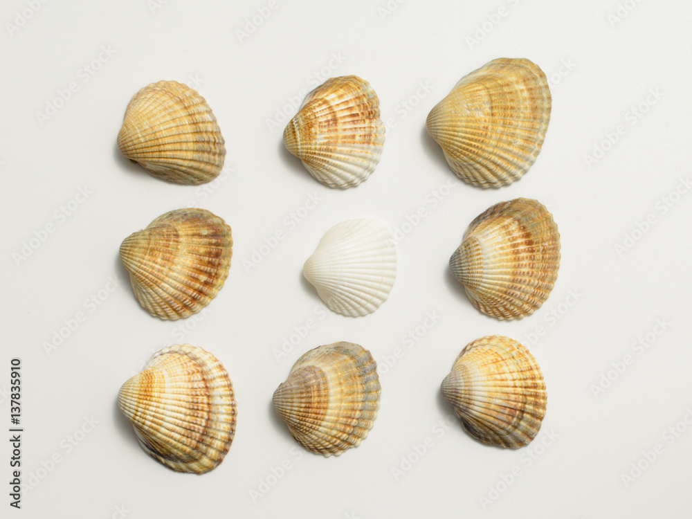 Different shells on a white background. Different shells on a white background.