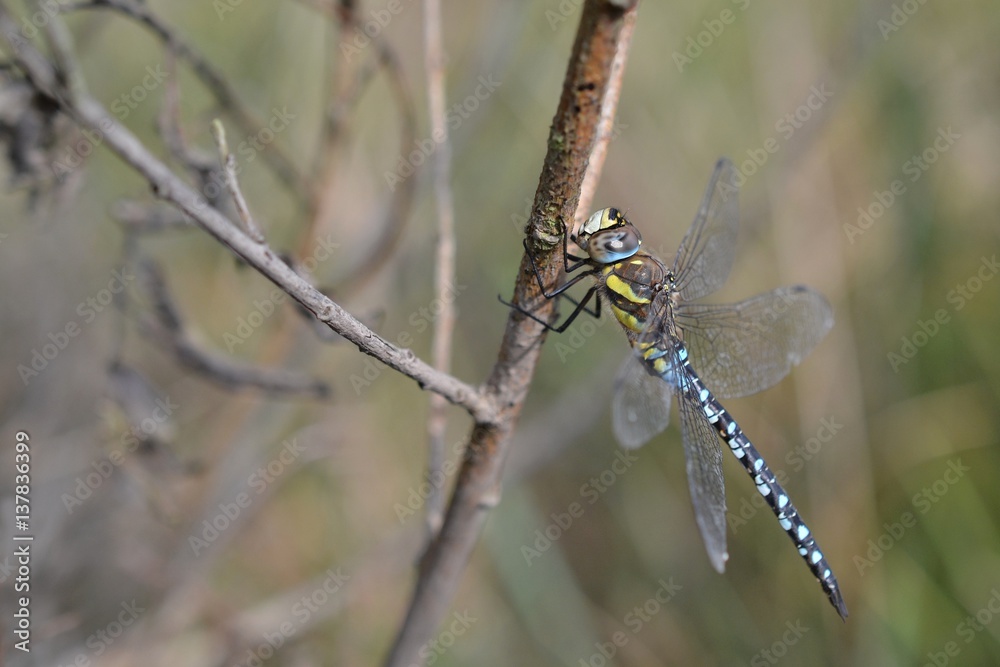 Dragonfly Dragonfly