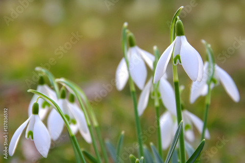 Schneeglöckchen Galanthus Blüten