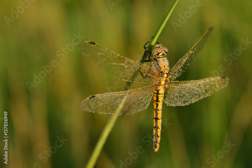 Dewy dragonfly