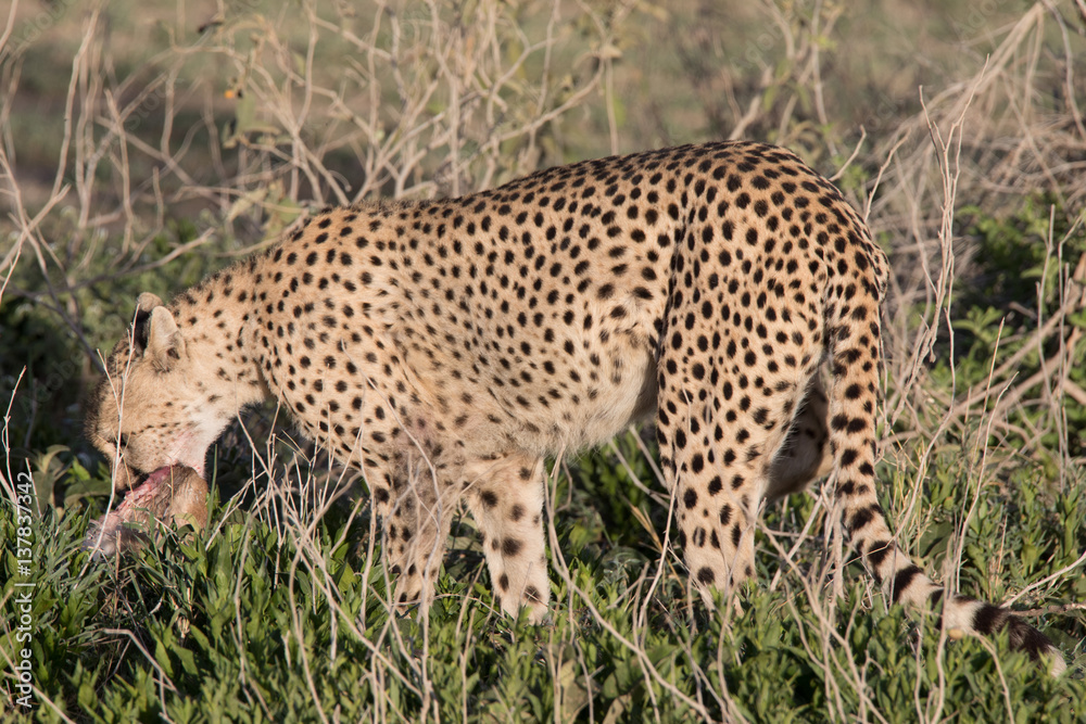 Cheetah with Gazelle Hunt Cheetah with Gazelle Hunt
