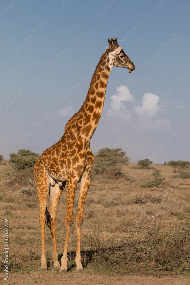 Male Giraffe