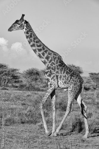 Giraffe Galloping