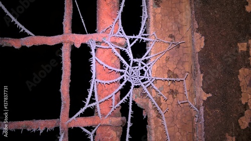 Frozen spider net with ice needles. Slovakia