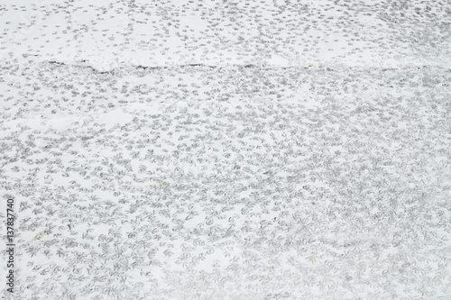 Footprints of birds in the snow.
