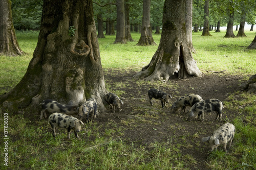 Turopolje piglets (rare breed) in a Slavonian / Common oak (Quercus robur) and Ash (Fraxinus sp) forest, near Mužilovcica village, Lonjsko Polje Nature Park, Sisack-Moslavina county, Slavonia region, Posavina area, Croatia, June 2009 photo