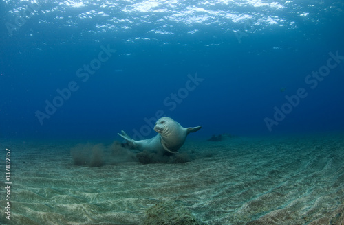Mediterranean Monk Seal (Monachus monachus) juvenile female hunting, Areias, Deserta Grande, Desertas Islands, Madeira, Portugal, August 2009 photo