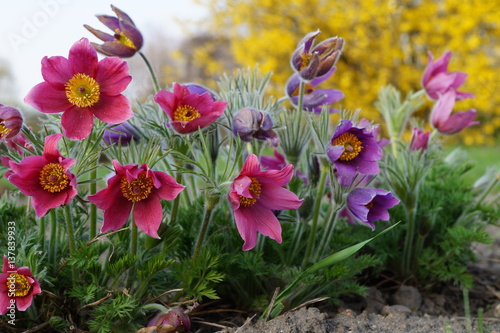 Bild auf Leinwand Pasque Flower,spring flower (Pulsatilla vulgaris).