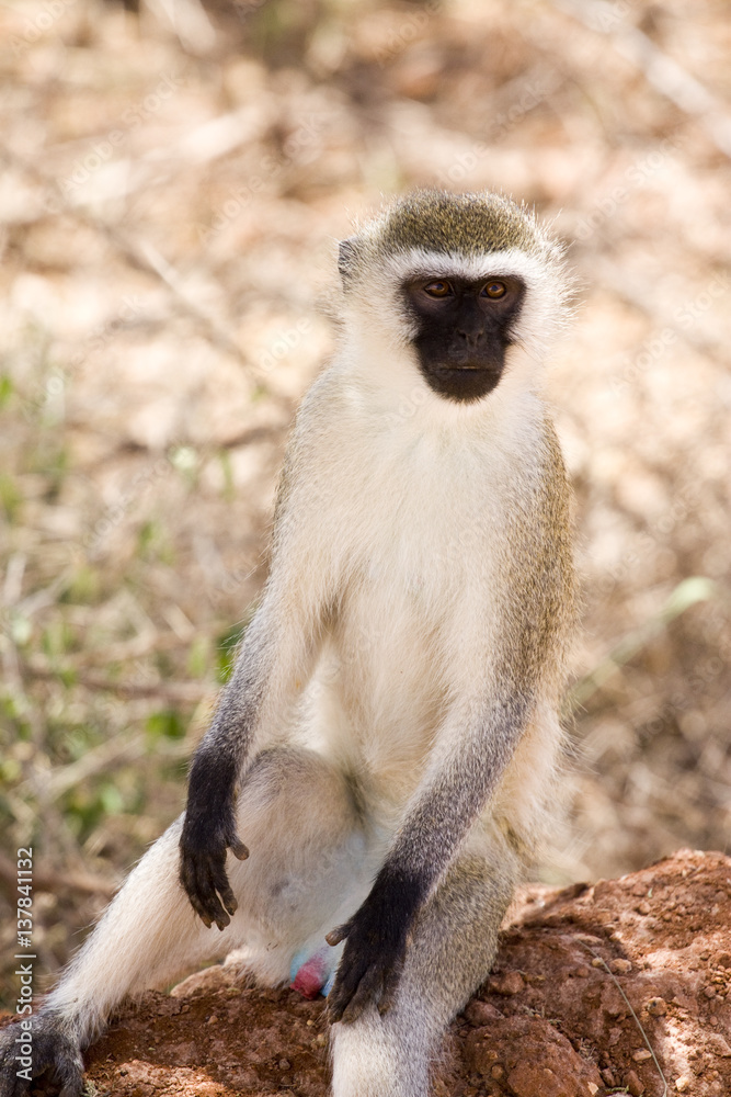 wild animals of Africa