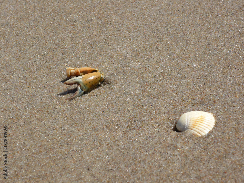 Strandgut an der Ostsee Strandgut an der Ostsee