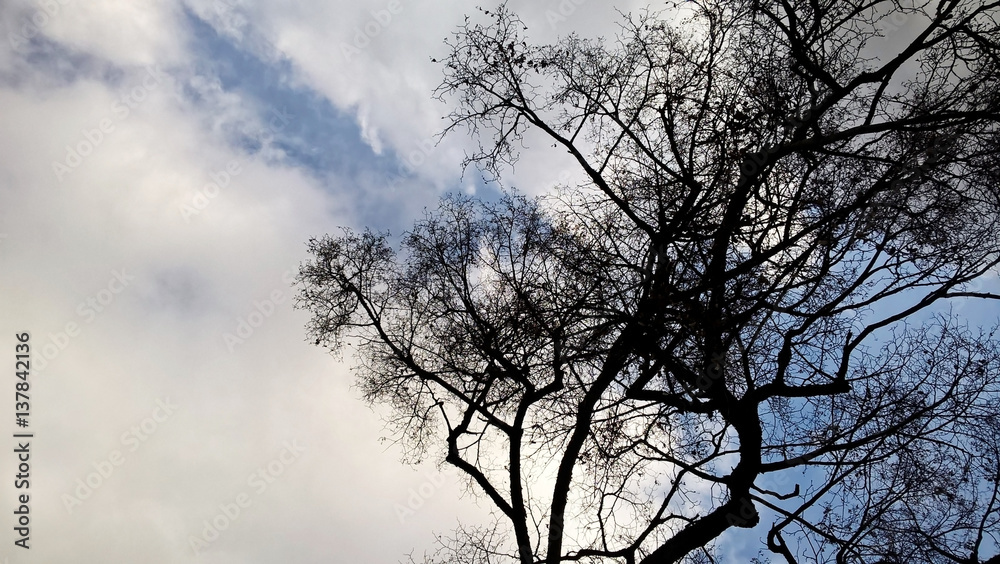 Curly branches of tree against winter sky, suitable as pattern or background. Slovakia Curly branches of tree against winter sky, suitable as pattern or background. Slovakia