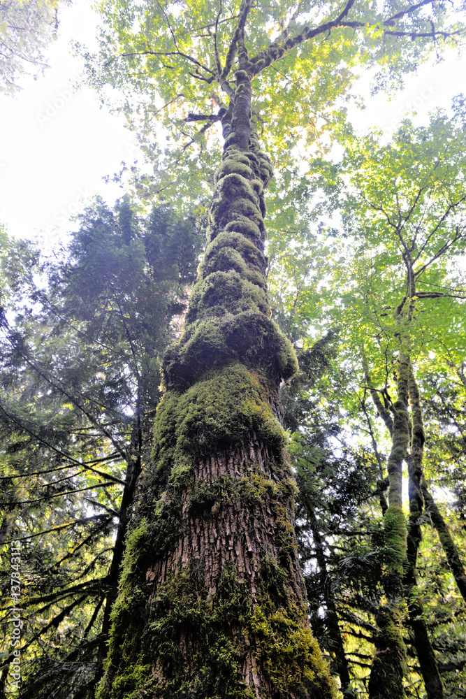 Fototapeta premium arbre et mousse