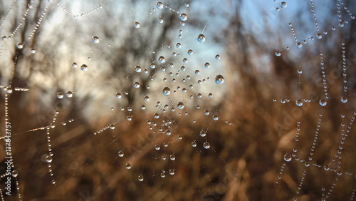 Water droplets on spider web. Slovakia
