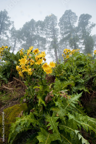 Flowering plant (Sonchus sp) with flowers fading, in mist, La Palma, Canary Islands, Spain, March 2009 photo