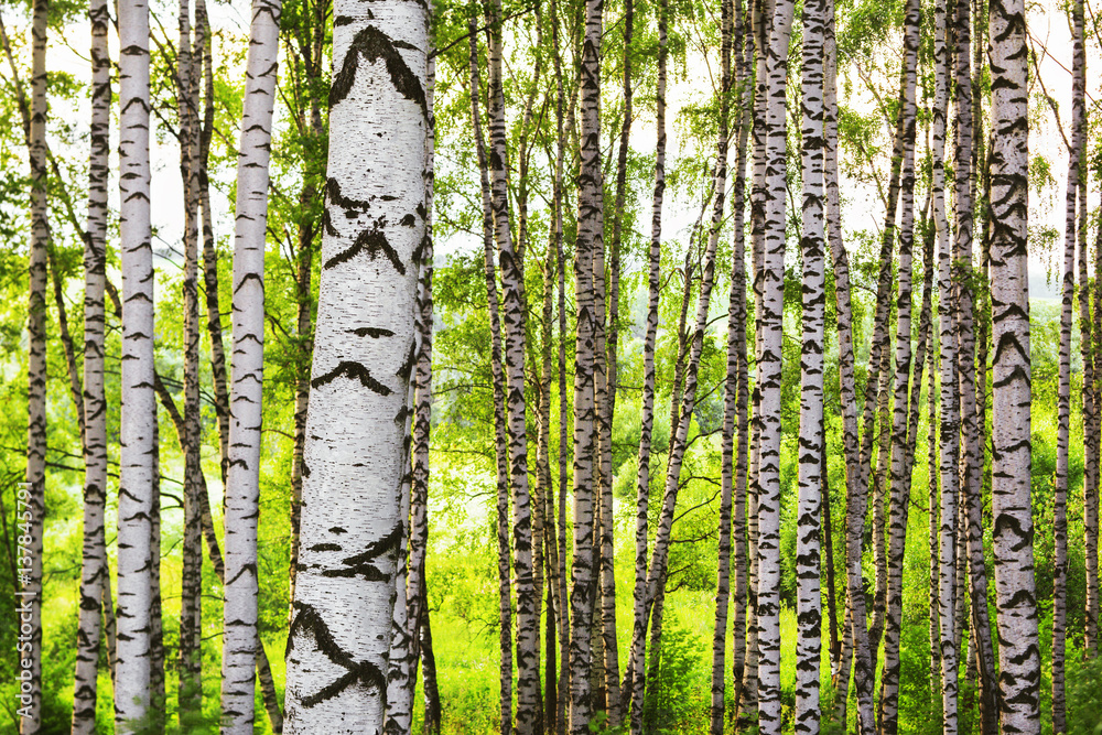Obraz premium summer in sunny birch forest