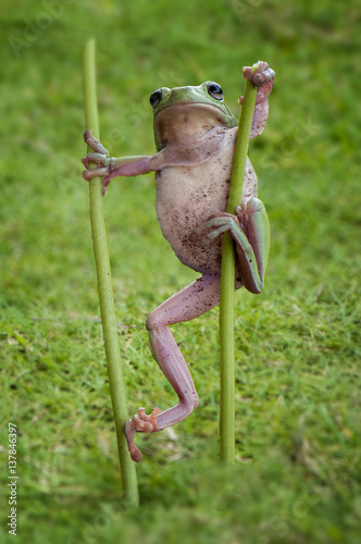  Frog Play