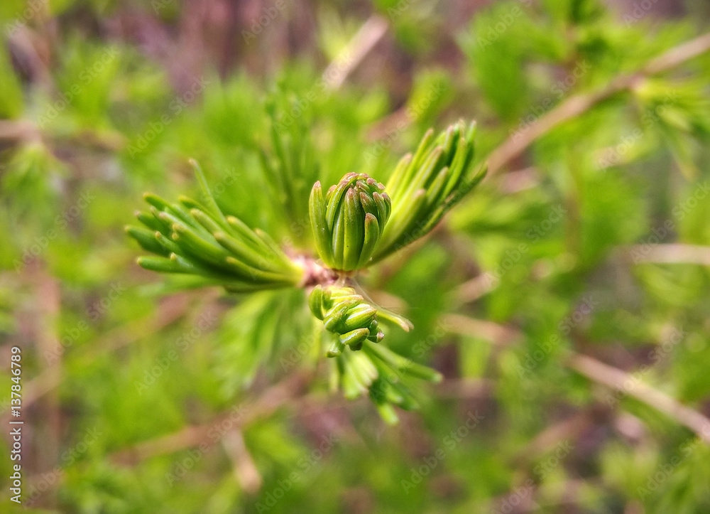 Young needles of pine tree. Slovakia Young needles of pine tree. Slovakia