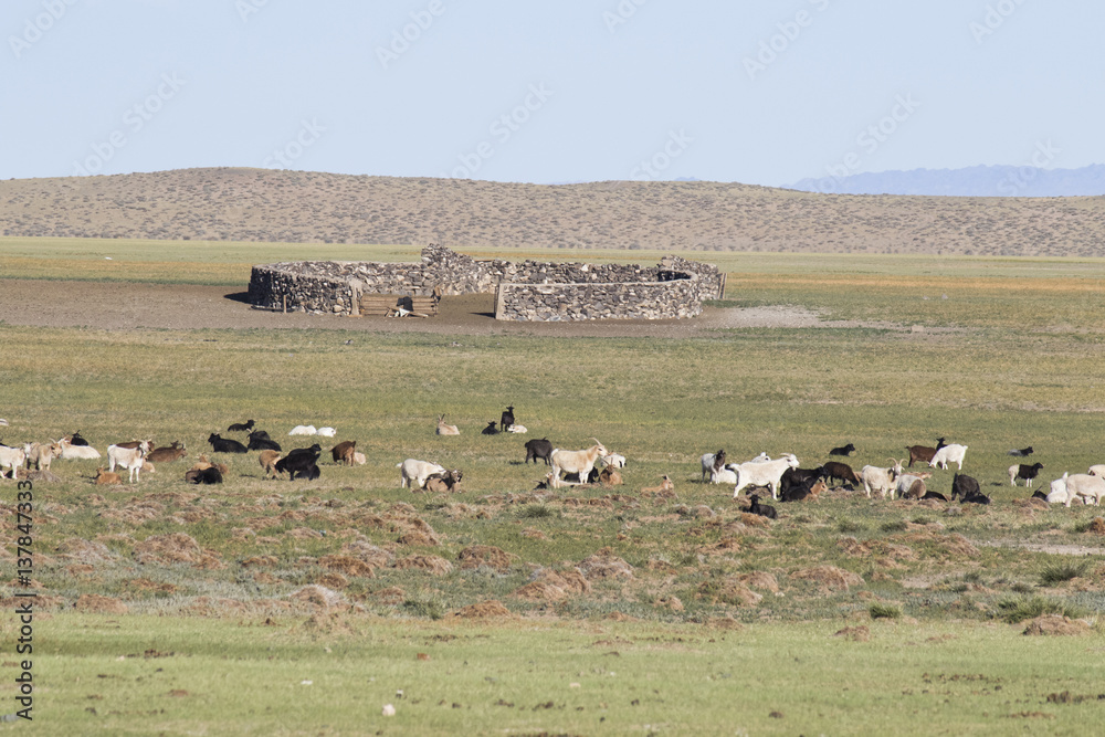 Obraz premium Herd of Goats Grazing Near Corral