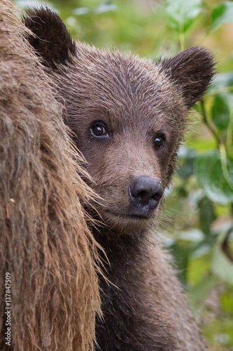 Grizzly cub