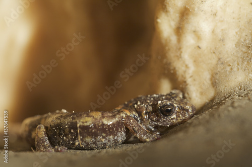 Apennines / Italian cave salamander (Speleomantes italicus) San Marino, May 2009 photo