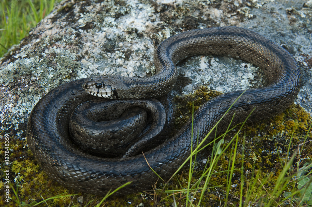 Ladder snake (Elaphe scalaris) on rock, Sierra de Andújar Natural Park, Mediterranean woodland of Sierra Morena, north east Jaén Province, Andalusia, Spain, April 2009 Ladder snake (Elaphe scalaris) on rock, Sierra de Andújar Natural Park, Mediterranean woodland of Sierra Morena, north east Jaén Province, Andalusia, Spain, April 2009