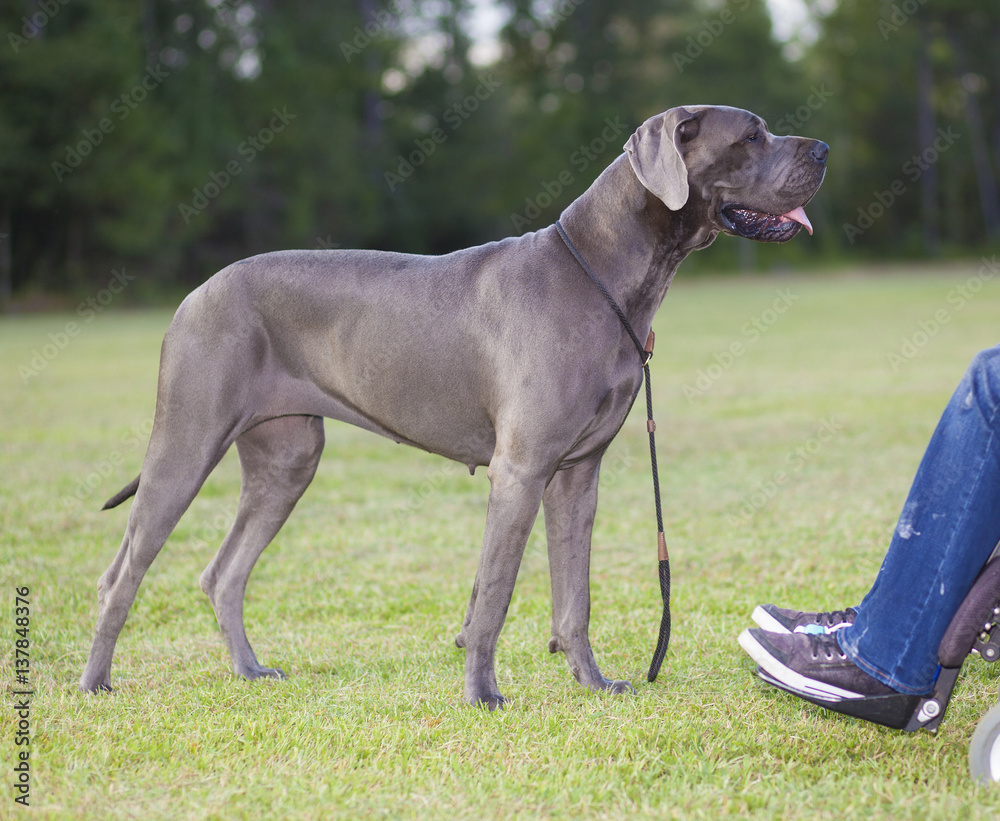 Great Dane and oiwner