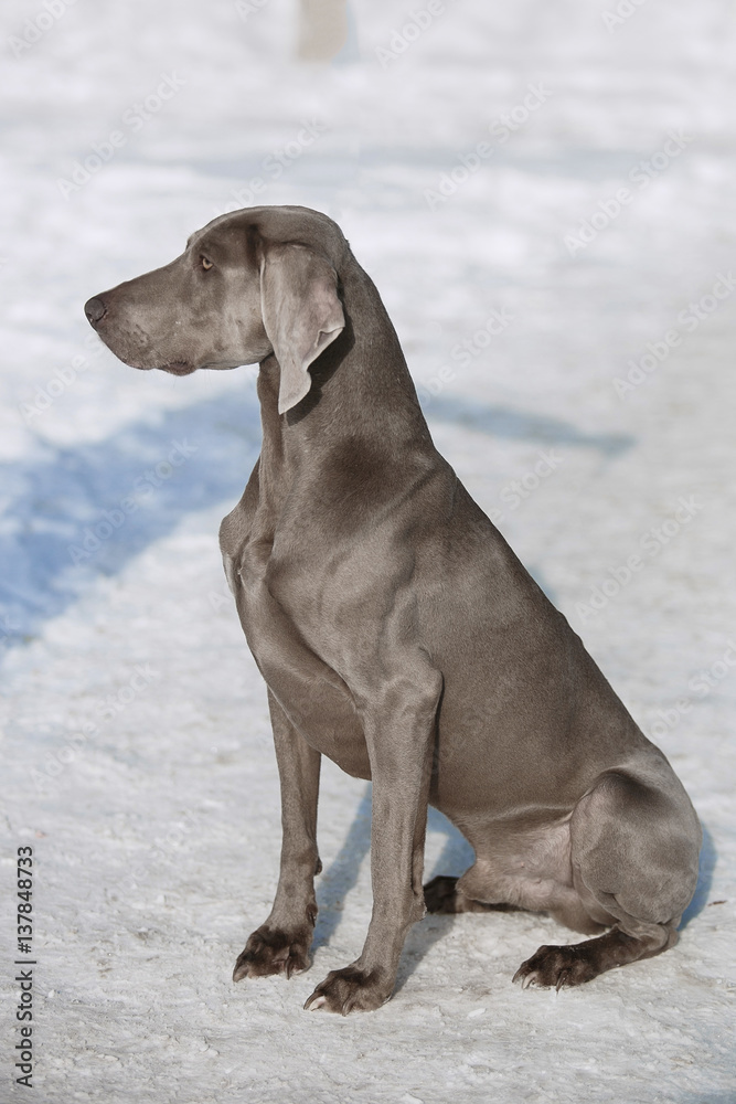 Hunting pointer weimaraner winter in the snow Hunting pointer weimaraner winter in the snow