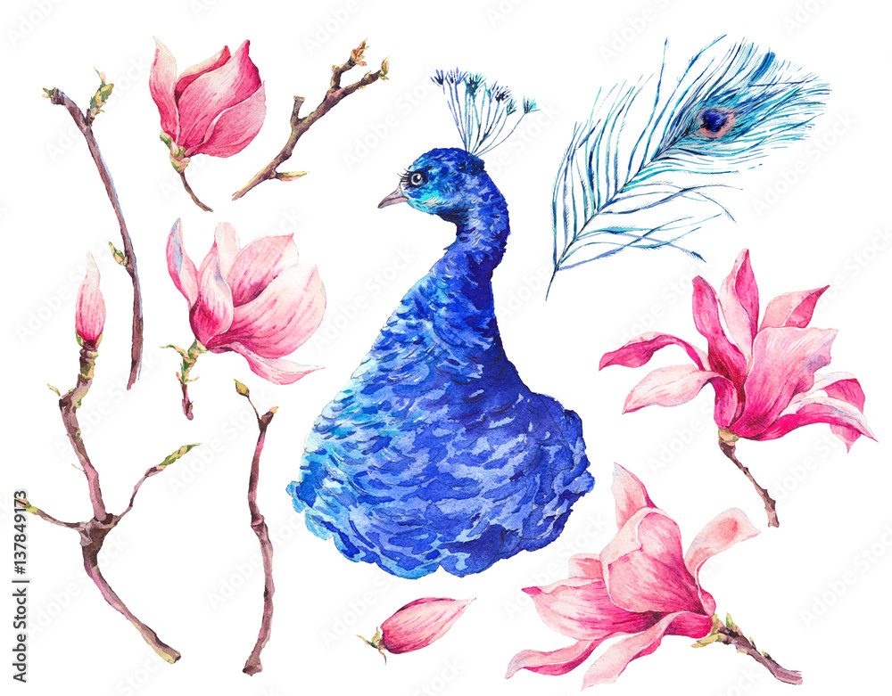 Obraz premium Set of Watercolor Peacock, Flowers Magnolia
