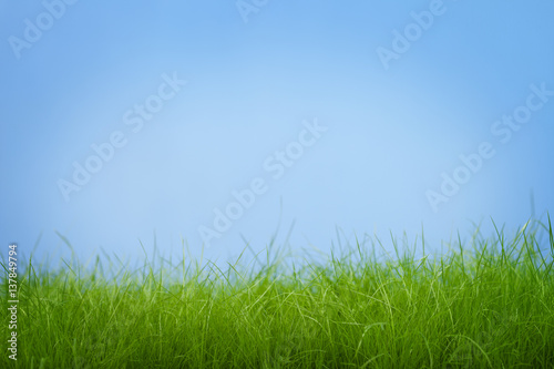 Stems young green grass on a blue background