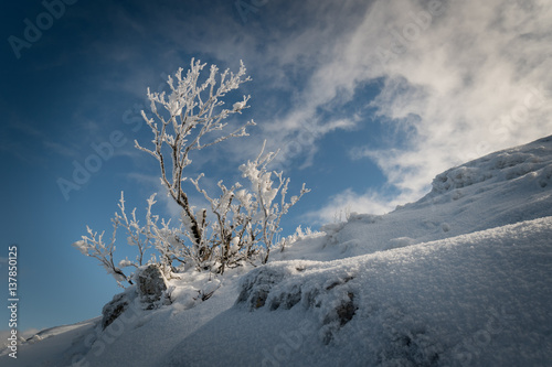Snow-covered trees on the hillside against a blue sky