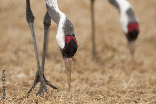 Common / Eurasian cranes (Grus grus) feeding, Lake Hornborga, Hornborgasjön, Sweden, April 2009 photo