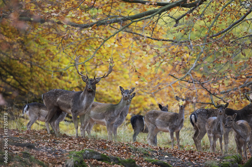 Fallow deer (Dama dama) buck with a groups of does, Klampenborg Dyrehaven, Denmark, October 2008