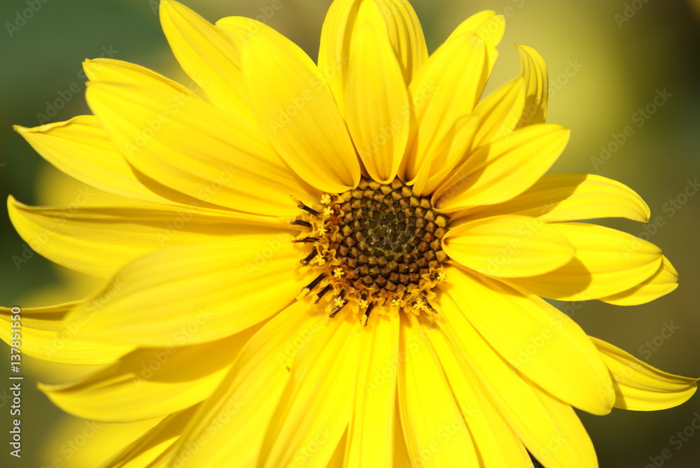 Fototapeta premium Sonnenblume