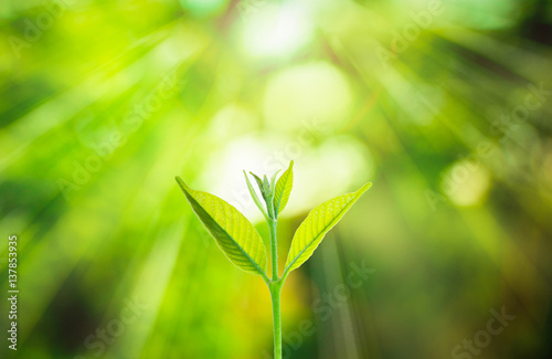 Fresh small plant growing on blurred green nature background