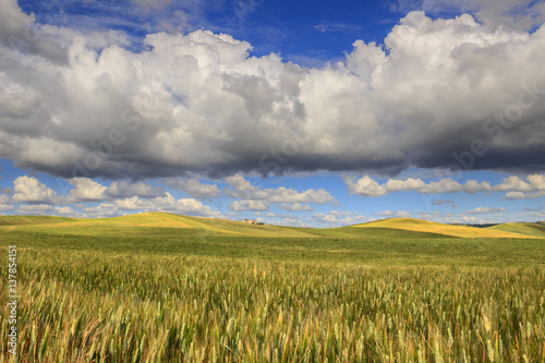 SPRINGTIME.Between Apulia and Basilicata.Hilly landscape with corn field immature  dominated by clouds.In the background farms and farmhouses.ITALY