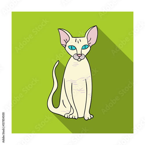 Peterbald icon in flat style isolated on white background. Cat breeds symbol stock vector illustration.