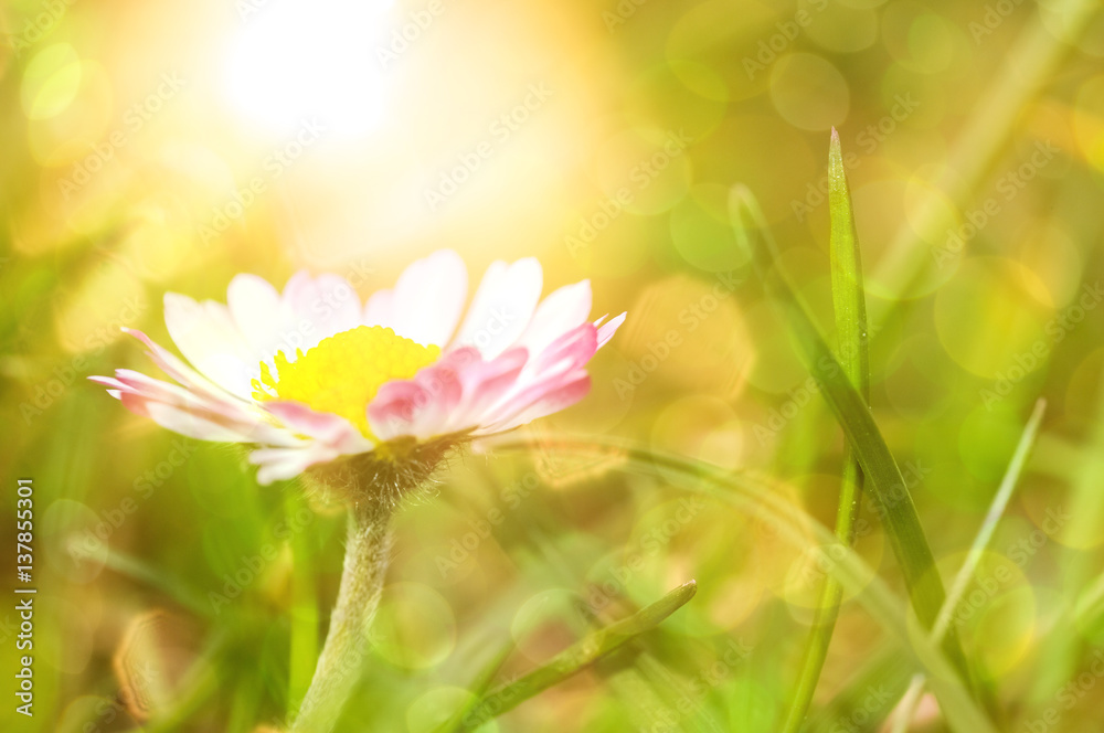 Obraz premium Sommer - Gänseblümchen in glitzernder Sonne