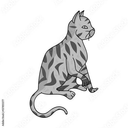 American Shorthair icon in monochrome style isolated on white background. Cat breeds symbol stock vector illustration.