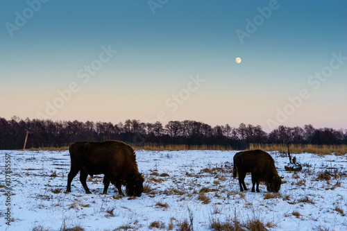 bison on a snow covered field