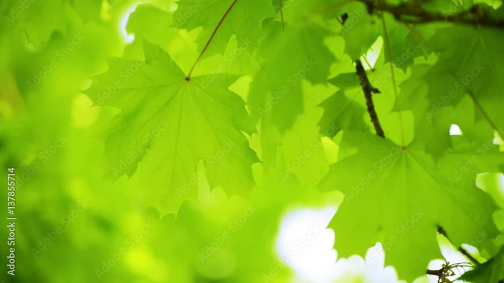 Fresh Spring Maple Leaves Swaying in the Wind on Blurred Green Background Fresh Spring Maple Leaves Swaying in the Wind on Blurred Green Background