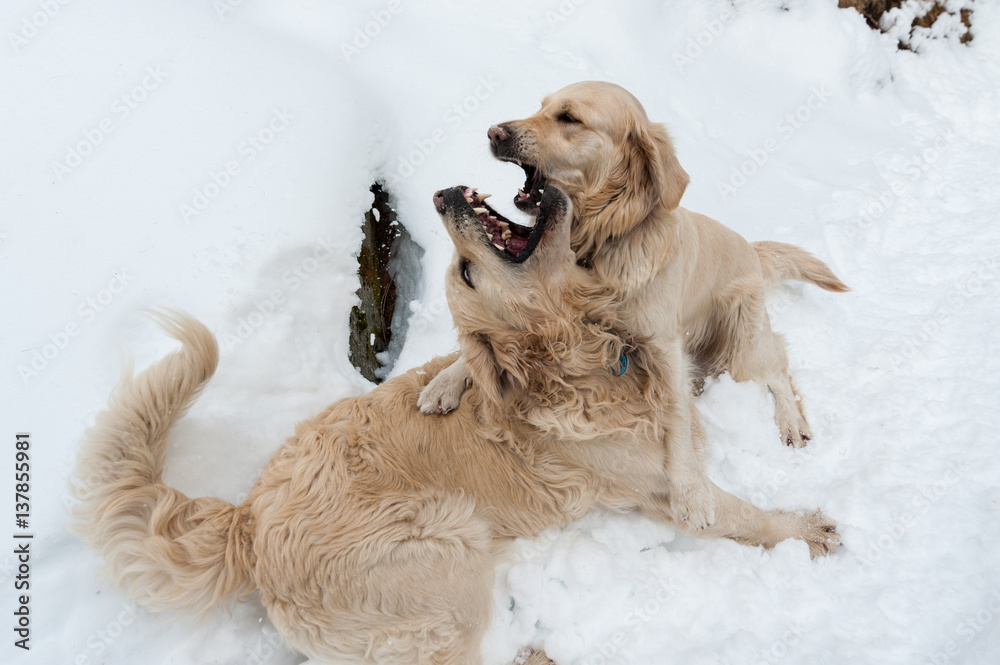 Lovely, sweet, beautiful golden retriever are playing together in the snow. One jumps on the back side to the other, the other bites the first