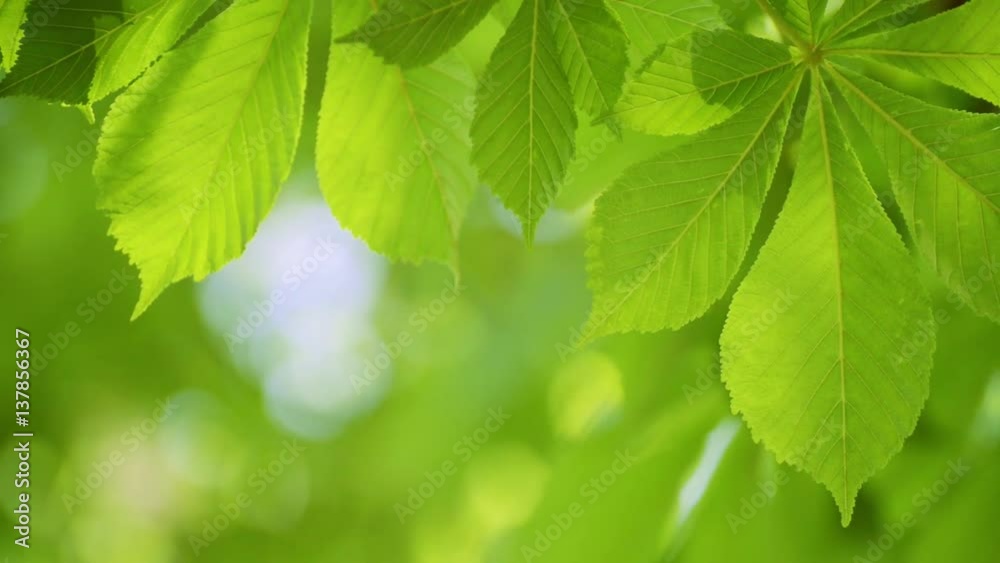 Fresh Spring Chestnut Leaves Swaying in the Wind on the Blurred Green Background Fresh Spring Chestnut Leaves Swaying in the Wind on the Blurred Green Background