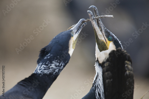 Two Common / Great cormorants (Phalacrocorax carbo sinensis) with stick in their beaks, Oosterdijk, Enkhuizen, Ijsselmeer, Netherlands, March 2009 photo
