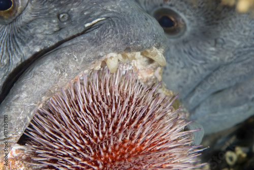 Atlantic wolffish (Anarhichas lupus) feeding on Sea urchin, Saltstraumen, Bodö, Norway, October 2008 photo