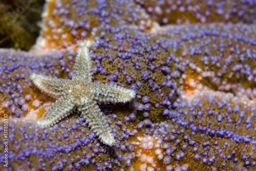 Common starfish (Asterias rubens) Saltstraumen, Bodö, Norway, October 2008 photo