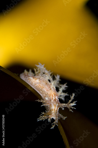 Nudibranch (Dendronotus frondosus) on seaweed, Saltstraumen, Bodö, Norway, October 2008 photo