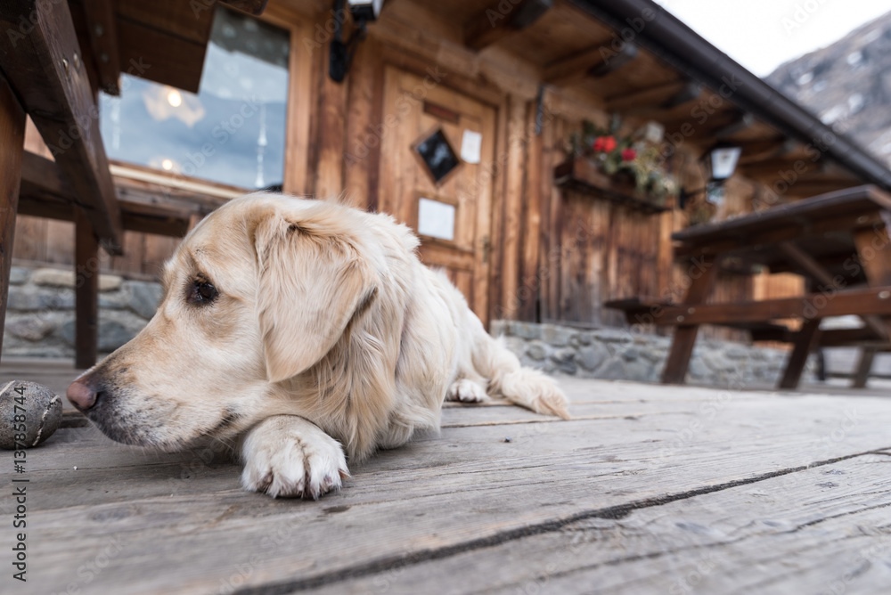 A tired golden retriever is resting on the wooden floor outside a shelter in the Mountains A tired golden retriever is resting on the wooden floor outside a shelter in the Mountains