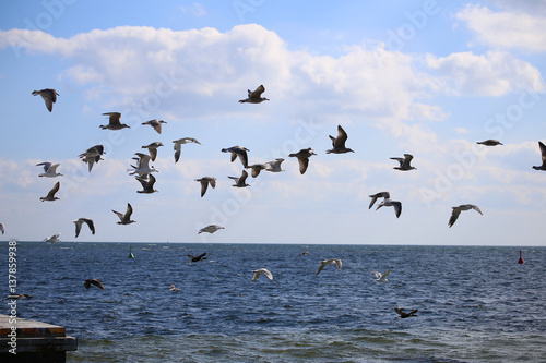 seagulls on the beach